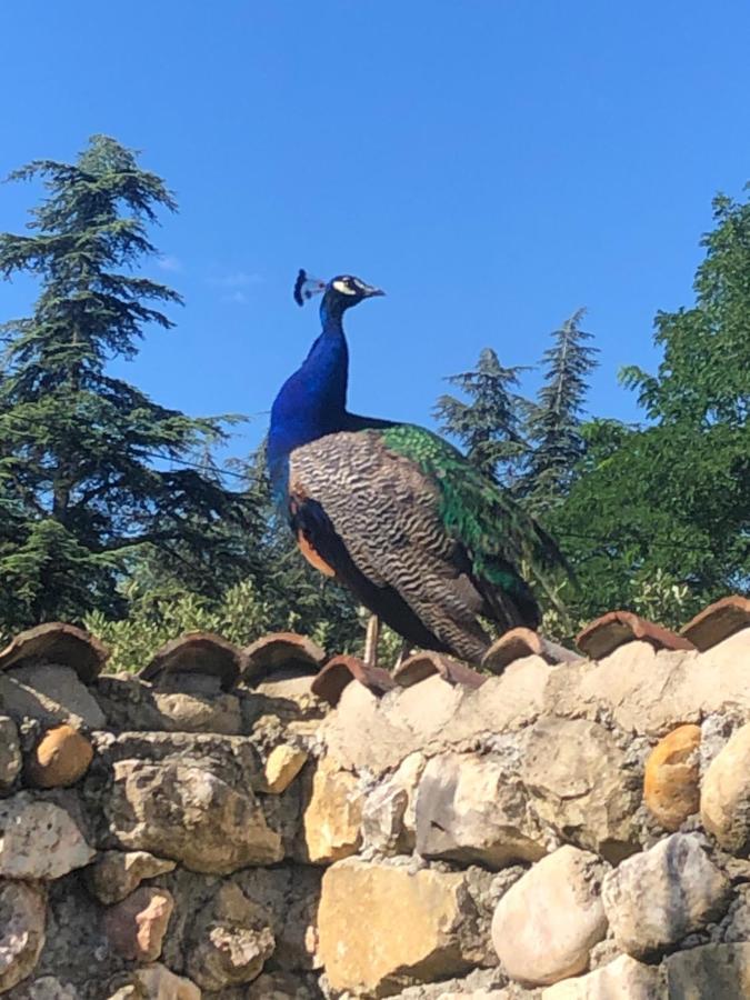 Le Tresor Des Templiers Hotel Malataverne Kültér fotó